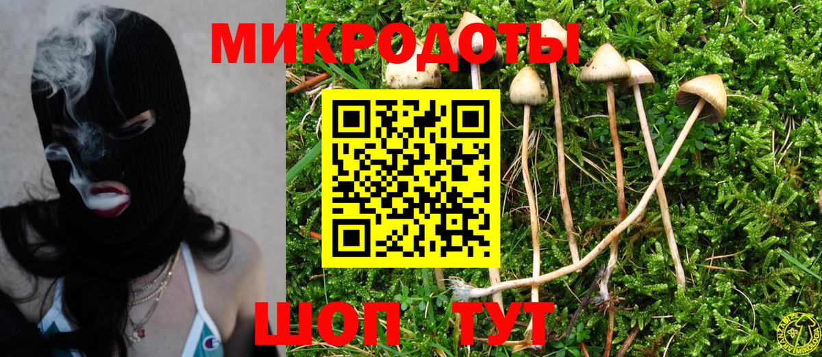 Псилоцибиновые грибы Psilocybe Бузулук